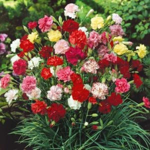 Karışık Renkli Karanfil Çiçeği Fidesi 6 Adet