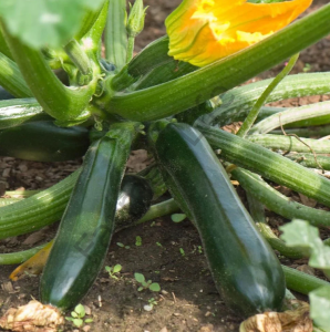 Kolsuz Kara Kabak Fidesi 6 Adet