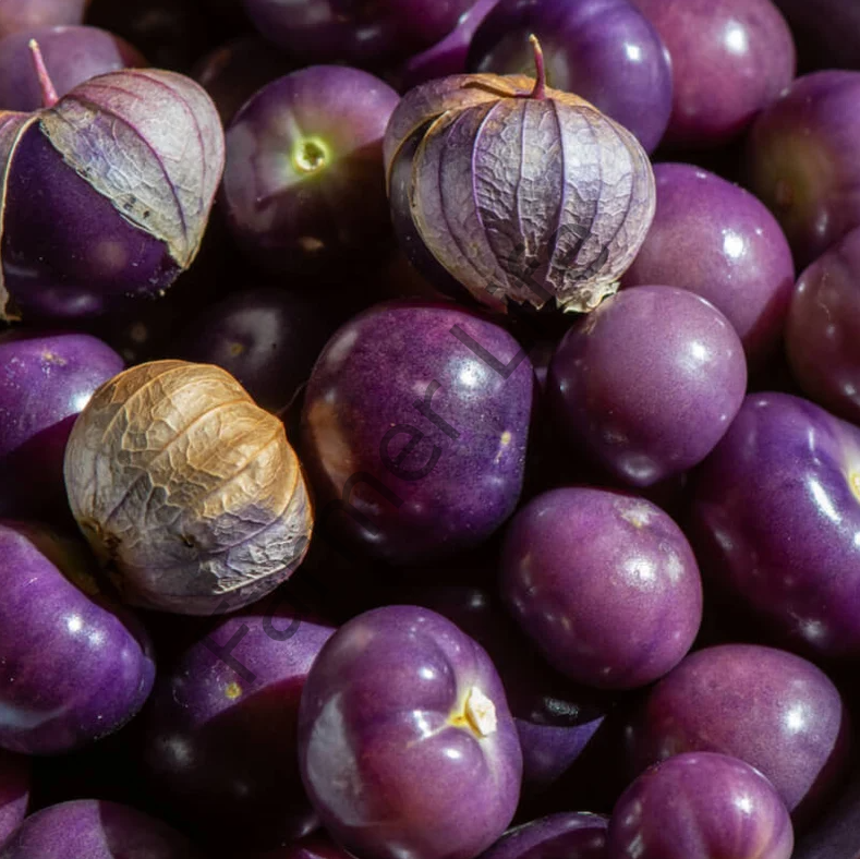 Mor Tomatillo Fidesi (Mor Altın Çilek)  6 Adet