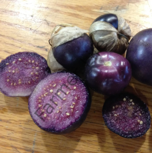 Mor Tomatillo Fidesi (Mor Altın Çilek)  6 Adet