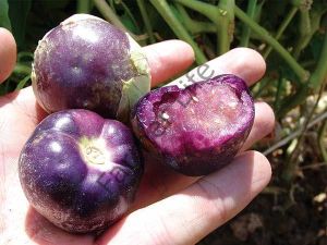 Mor Tomatillo Fidesi (Mor Altın Çilek)  6 Adet