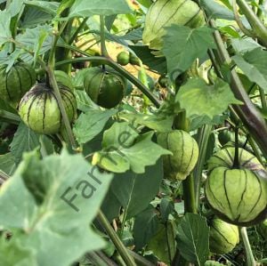 Mor Tomatillo Fidesi (Mor Altın Çilek)  6 Adet