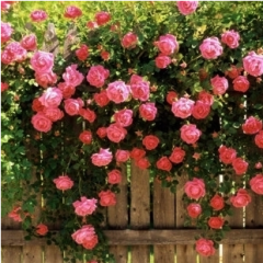 5 Adet Pembe Sarmaşık Gül Tohumu