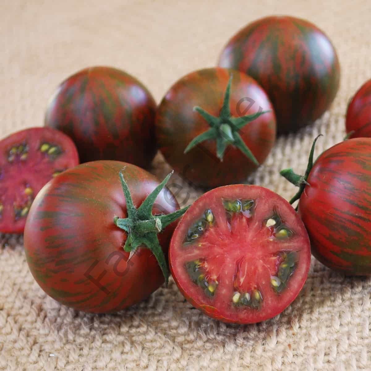 Çikolata Cherry Zebra Domates Fidesi 6 Adet