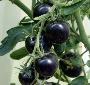 Siyah Cherry Domates Fidesi 6 Adet