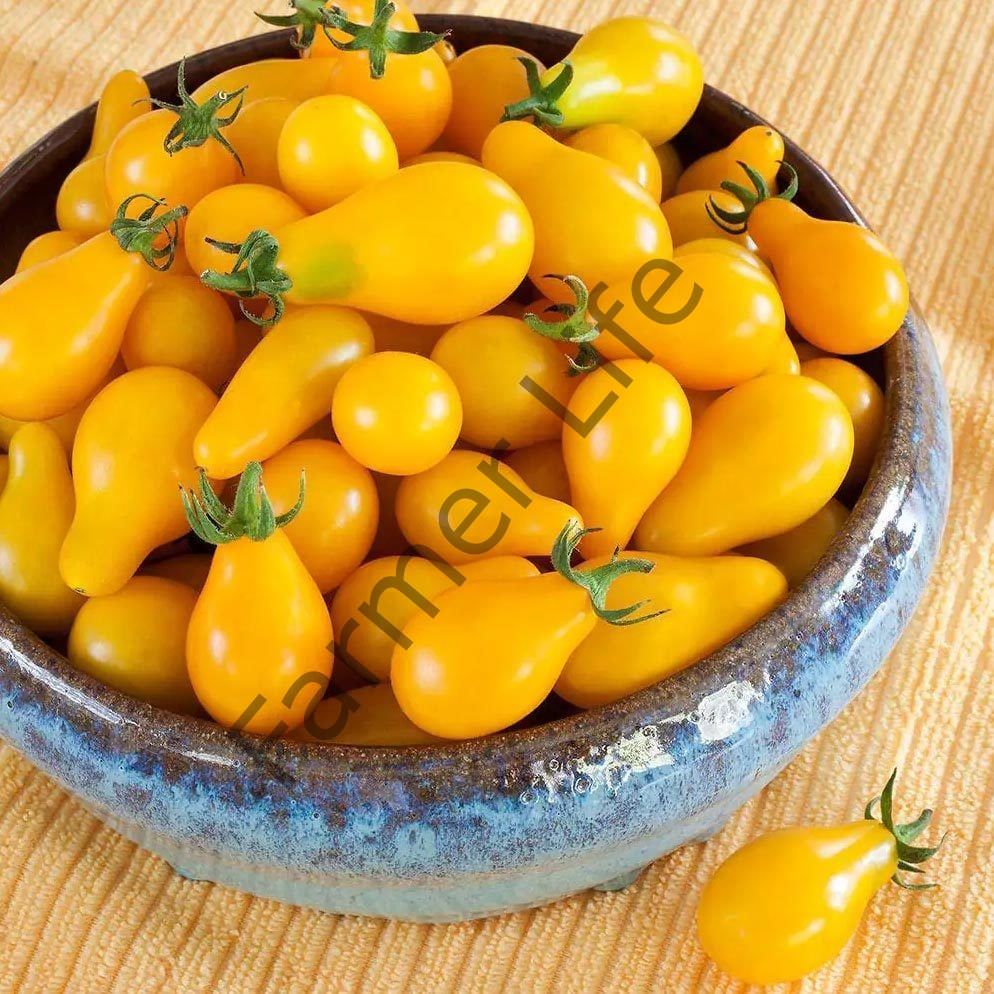 Sarı Ampul Domates Fidesi 6 Adet