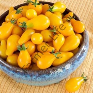 Sarı Ampul Domates Fidesi 6 Adet