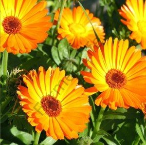 Aynı Sefa çiçeği Fidesi 6 Adet