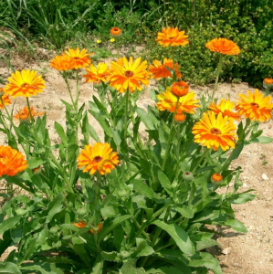 Aynı Sefa çiçeği Fidesi 6 Adet