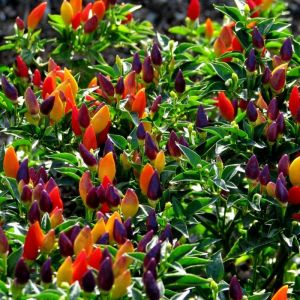 Twilight Renkli Süs Biberi Fidesi 6 Adet