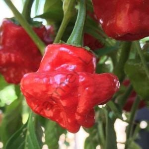 Kırmızı Scotch Bonnet Biber Fidesi 6 Adet
