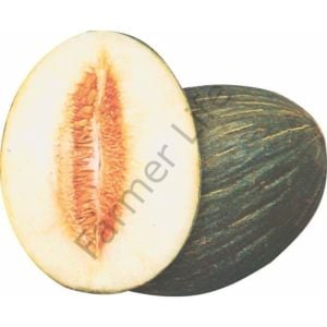 Hasanbey Kavun Fidesi 6 Adet