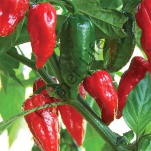 Dünyanın En Acı Biberi - Bhut Jolakia Biber Fidesi 6 Adet
