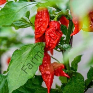 Dünyanın En Acı Biberi - Bhut Jolakia Biber Fidesi 6 Adet