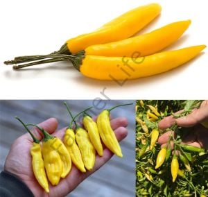 Limon Damlası Acı Biber Fidesi 6 Adet