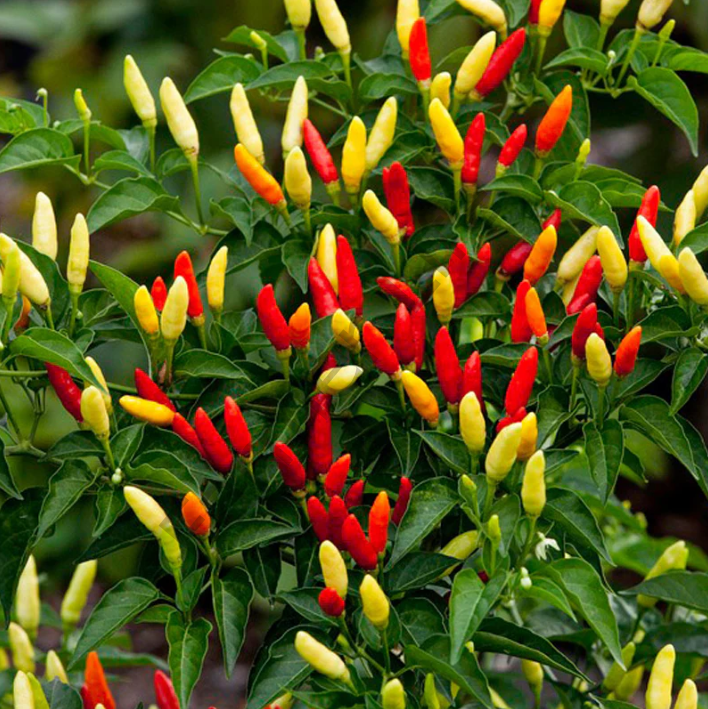 Tabasco Biber Fidesi 6 Adet