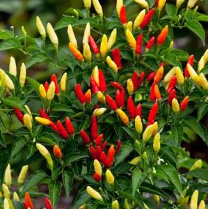 Tabasco Biber Fidesi 6 Adet