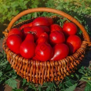 Kırmızı Ampul Domates Tohumu (10 Tohum)