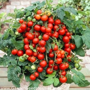 Kırmızı Saksılık Domates Tohumu (10 Tohum)