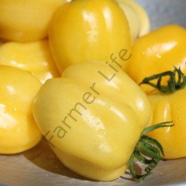Doochova Sarı Biber Domates Tohumu (10 Tohum)