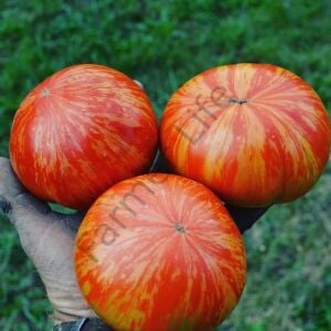 Solar Flare Domates Tohumu (10 Tohum)