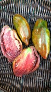 Cuban Salami Domates Tohumu (10 Tohum)