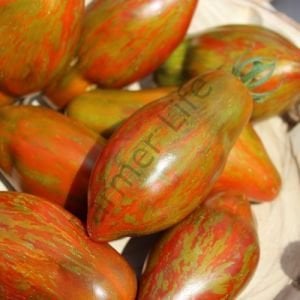 Cuban Salami Domates Tohumu (10 Tohum)