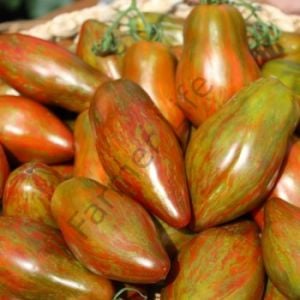 Cuban Salami Domates Tohumu (10 Tohum)