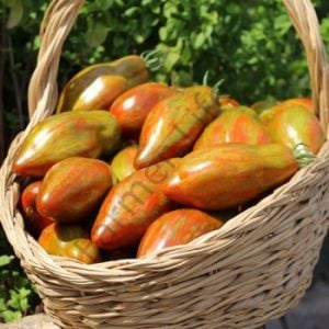 Cuban Salami Domates Tohumu (10 Tohum)