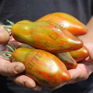 Cuban Salami Domates Tohumu (10 Tohum)