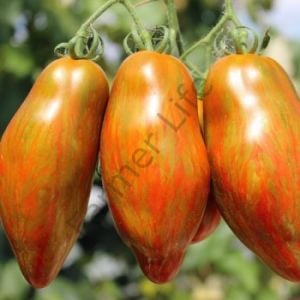 Cuban Salami Domates Tohumu (10 Tohum)