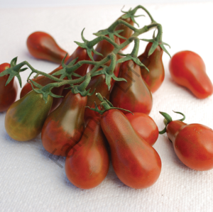 Çikolata Ampul Domates Tohumu (10 Tohum)