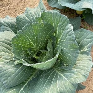 Kara Lahana Fidesi 6 Adet