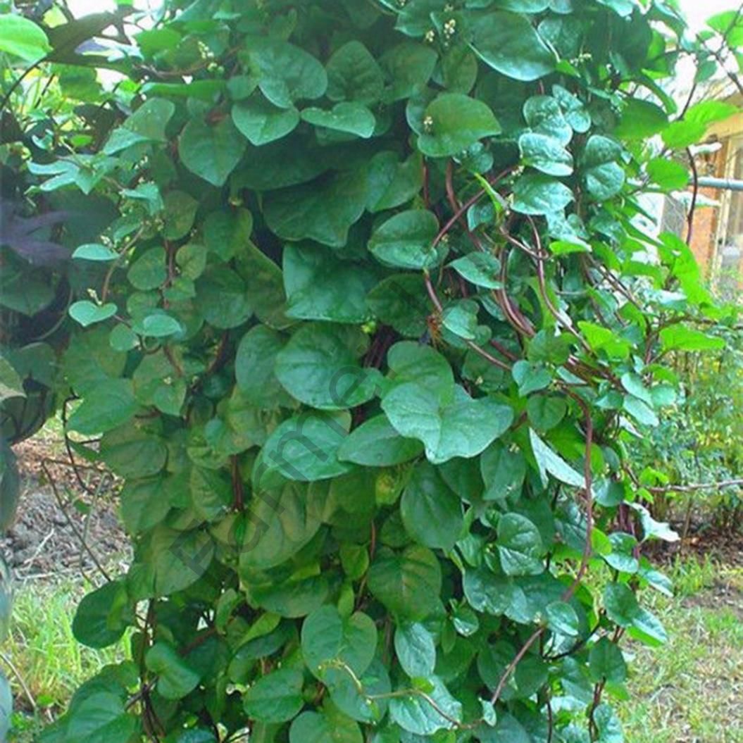 Kırmızı Malabar Ispanağı Fidesi 6 Adet