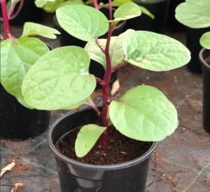 Kırmızı Malabar Ispanağı Fidesi 6 Adet