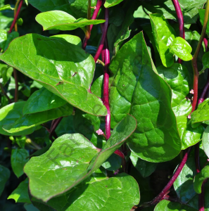 Kırmızı Malabar Ispanağı Fidesi 6 Adet