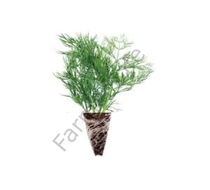 Dereotu Fidesi 12 Adet