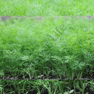 Dereotu Fidesi 12 Adet