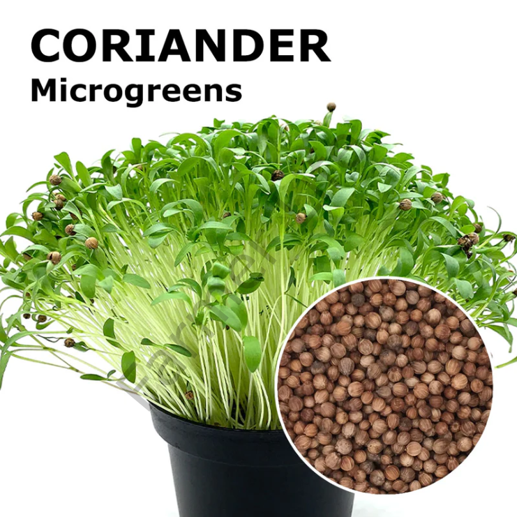 Organik Microgreen Yeşillik Kişniş Otu Tohumu 25 gr