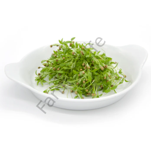 Organik Microgreen Yeşillik Kişniş Otu Tohumu 25 gr