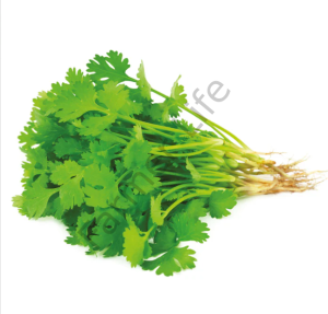 Organik Microgreen Yeşillik Kişniş Otu Tohumu 25 gr