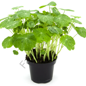 Microgreen Yeşillik Latin Çiçeği Tohumu (10 Adet)