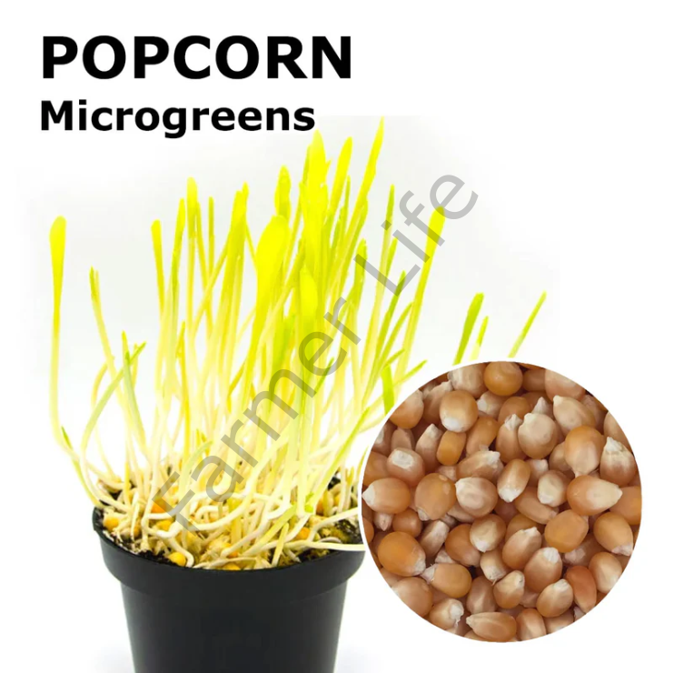 Microgreen Yeşillik Patlamış Mısır Tohumu 25 gr