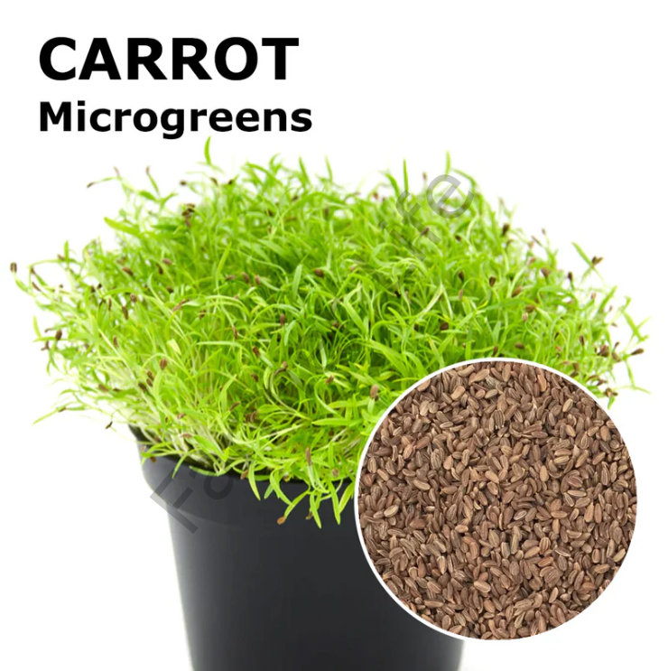 Microgreen Yeşillik  Havuç Tohumu 10 Gr