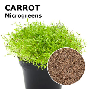 Microgreen Yeşillik  Havuç Tohumu 10 Gr