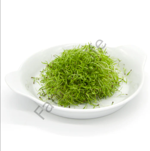 Microgreen Yeşillik  Havuç Tohumu 10 Gr
