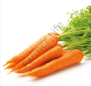 Microgreen Yeşillik  Havuç Tohumu 10 Gr