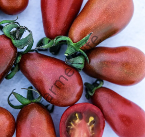 Çikolata Ampul Domates Fidesi 6 Adet