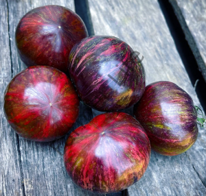 Marsha's Starfighter Domates Fidesi 6 Adet