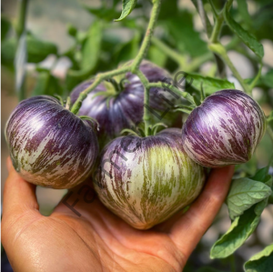 Marsha's Starfighter Domates Fidesi 6 Adet